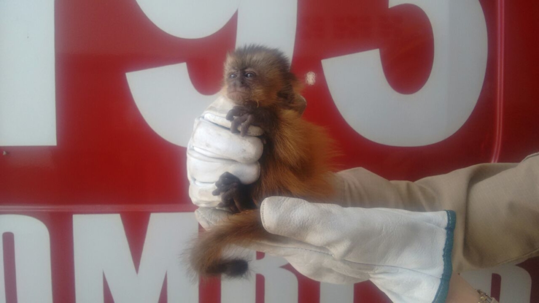 WhatsApp Image 2017-02-21 at 11.30.52