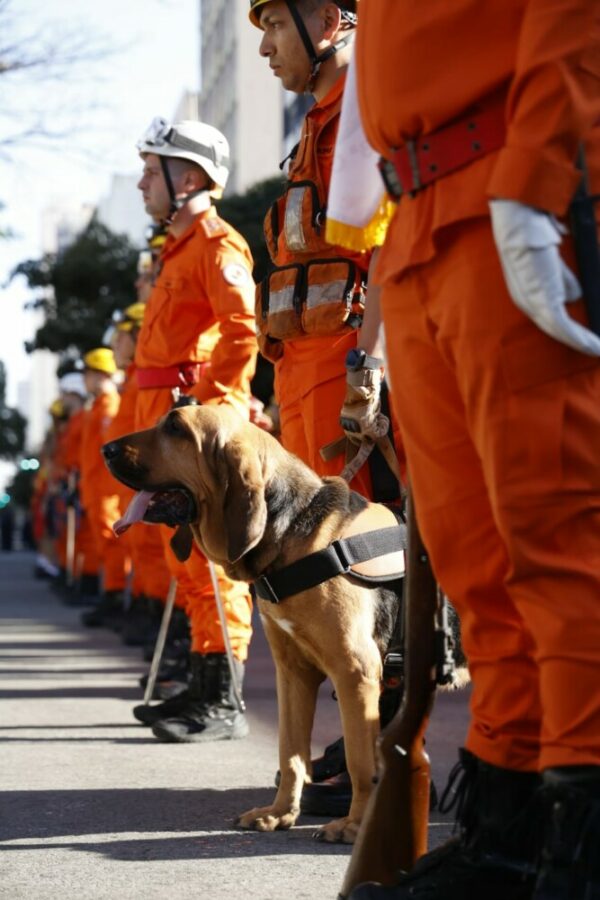 O @CBMGO marcou presença no desfile cívico militar em comemoração ao Dia da Independência do Brasil.